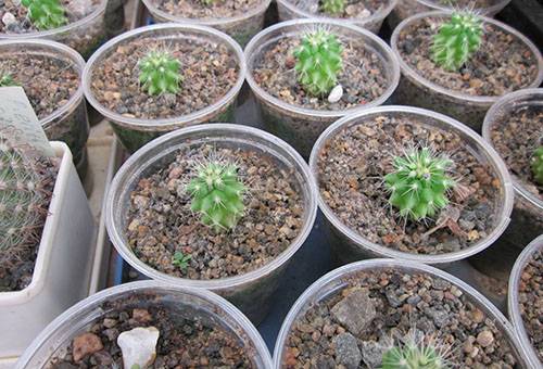 Gewortelde kleine cactussen