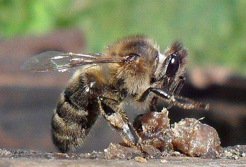 bee and propolis