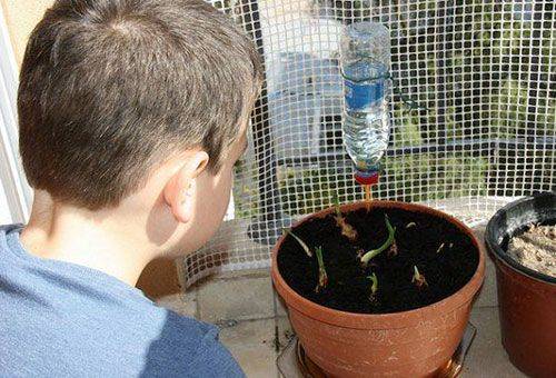 auto watering plants with a plastic bottle