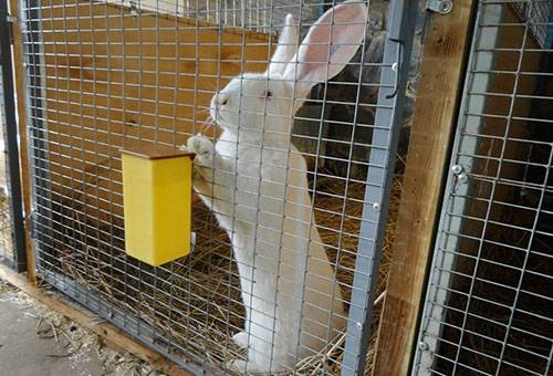 Conejo en una jaula