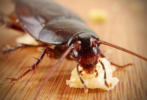 Cucaracha comiendo cebo