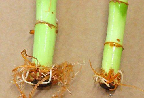 tallos y raíces de bambú decorativo