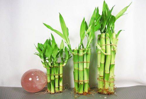 dekoratív bambusz a vízben
