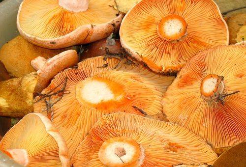 mushrooms mushrooms