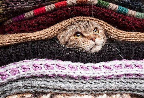 cat peeks out of clothes