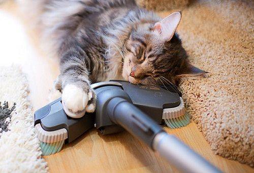 Cat and vacuum cleaner