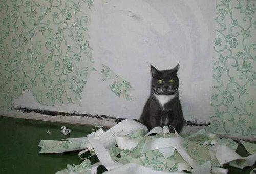 kaķis noplēsa tapetes
