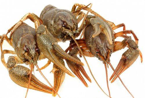 live crayfish
