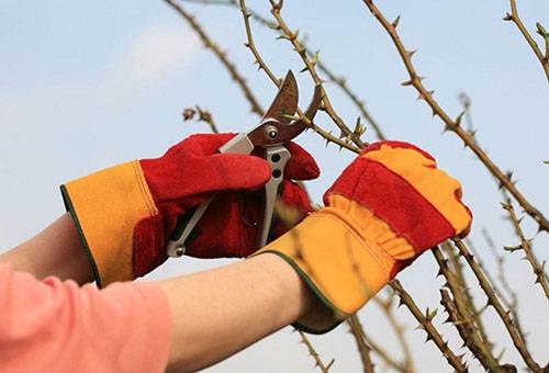 Pruning cuttings of roses