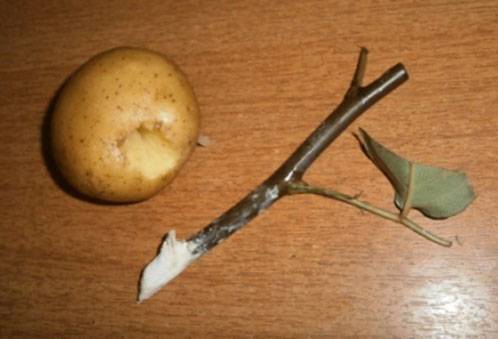 Rooting a rose stalk in a potato