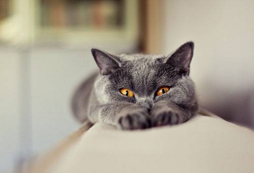 แมวบนหลังโซฟา