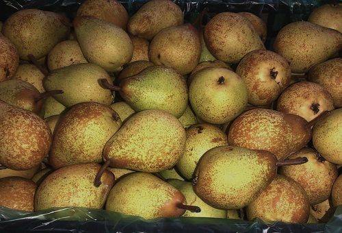 winter pears