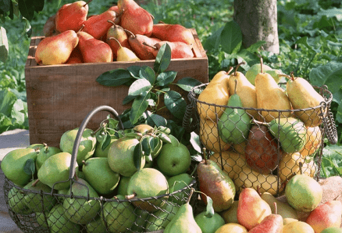 pear crop