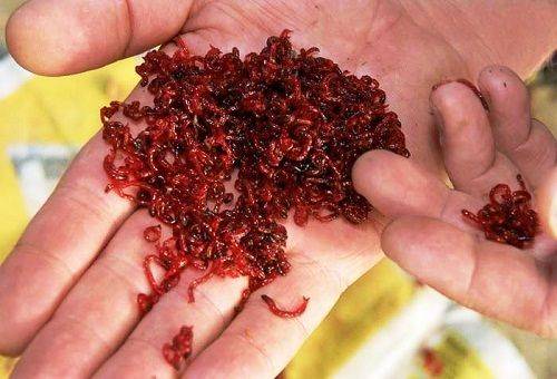 bloodworms in the hands