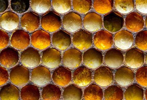 Perga in honeycombs