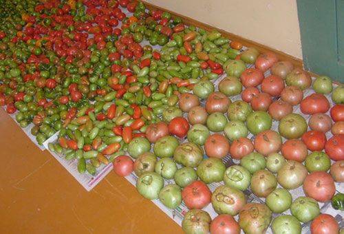 unripe tomatoes laid out on the floor