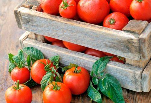 zrelé paradajky v prepravke
