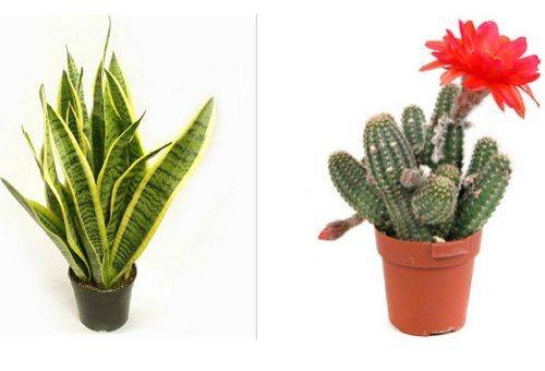 Sansevieria e Cactus