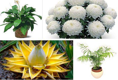 home plants purify the air