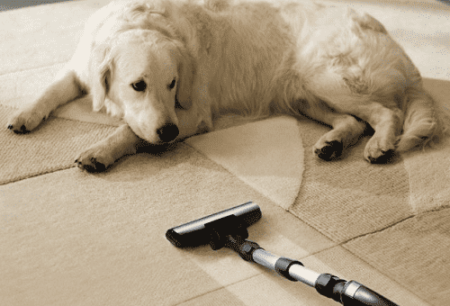 kutya a szőnyegen