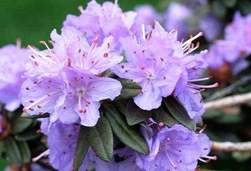 lilac azalea