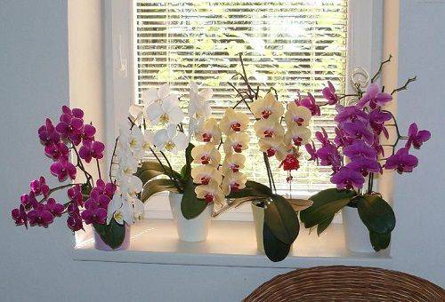 namumulaklak na mga orchid