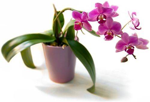 cserepes orchidea