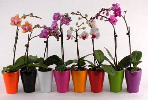 virágzó orchideák