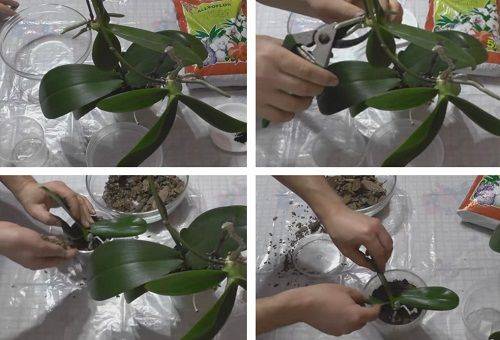 propagação de orquídeas
