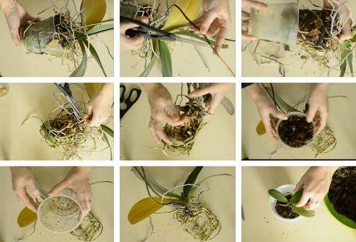 orchidea transzplantáció