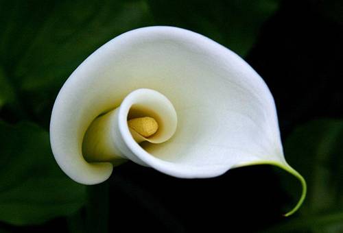 Witte calla bloem