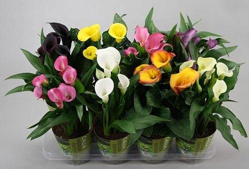 Potted blooming calla lilies