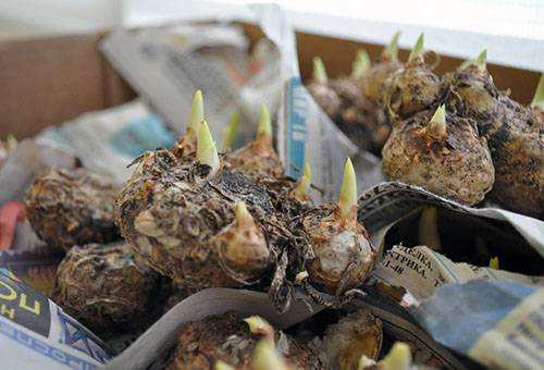 Sprouted Calla Bulbs