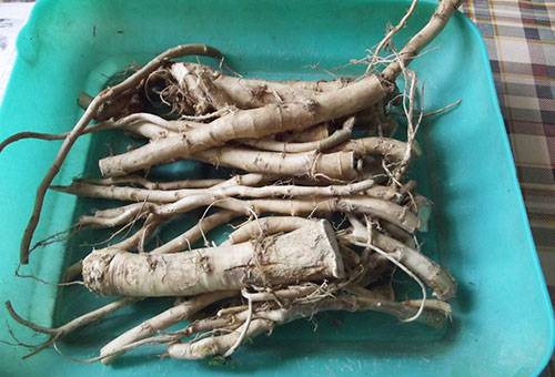 Horseradish roots in a plastic box