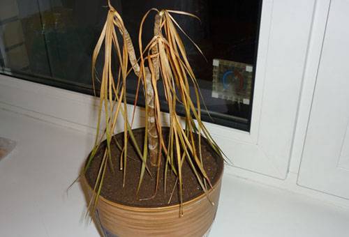 Tørret plante i en gryde