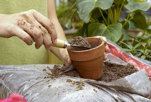 Usar hojas de té al plantar una planta en una maceta