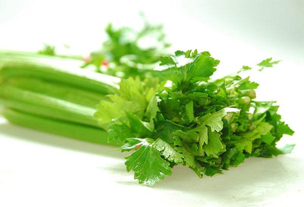Celery leaf