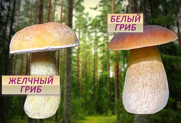 Cogumelos duplos