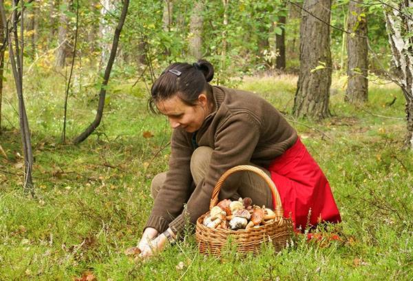 Picking mushrooms in the forest