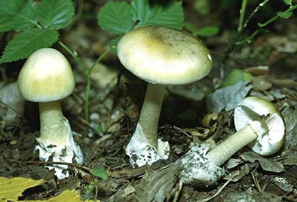 Pale toadstools