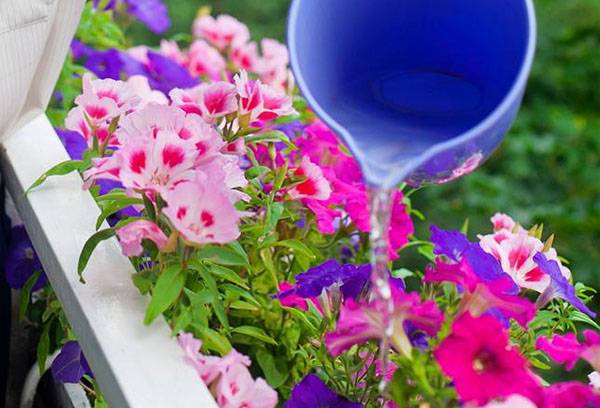Regando flores na varanda