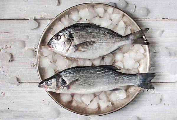 Fish on a plate with ice