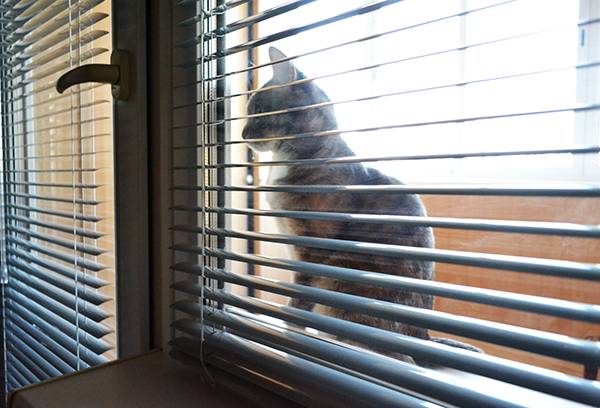 Macska az ablakon kívül redőnyökkel