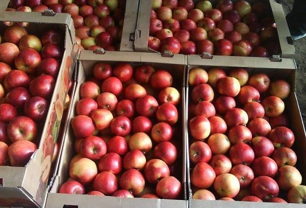 red apples in crates