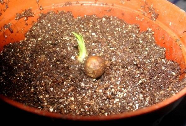 Dracaena propagation by seeds