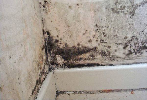Mold, fungus on the ceiling