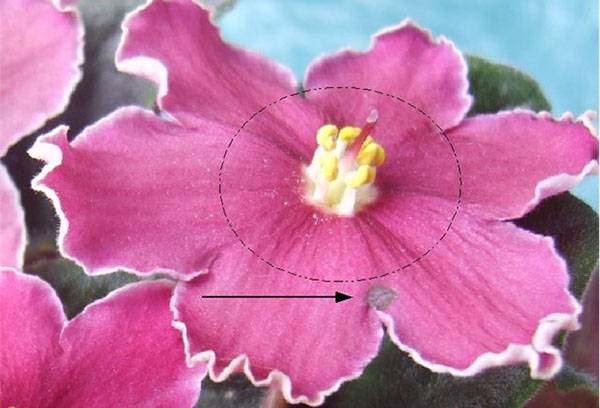 Bọ trĩ trên một bông hoa tím