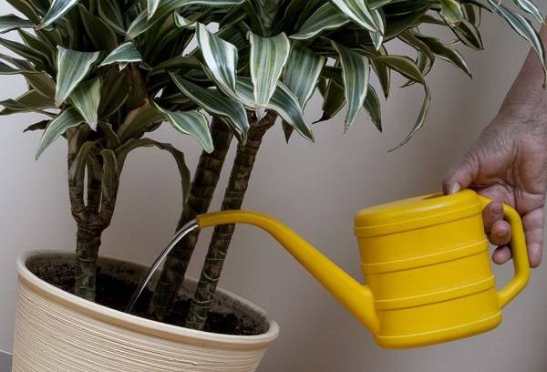 watering a plant