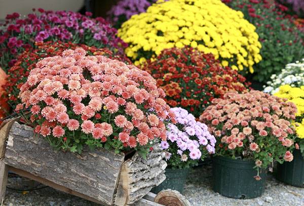 Potted Chrysanthemums