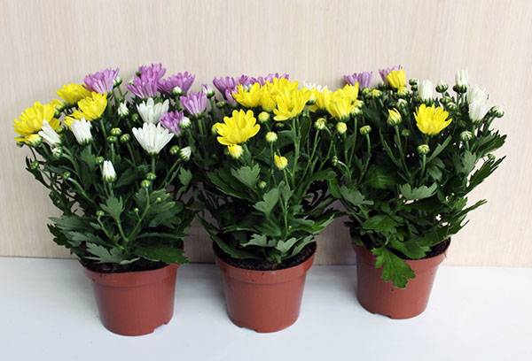 Potted chrysanthemums